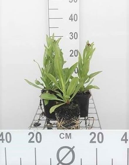 6x Zonnekruid - Helenium bigelovii 'The Bishop' ( 'superbum') | 9x9 cm pot
