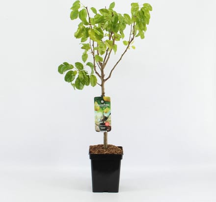 Patio Perenboom- Pyrus communis 'Conference' - Fruitboom – hoogte 90 -100 cm