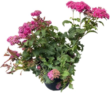 2 x Spiraea jap. 'Crispa' - Struikspirea , Japanse Spirea 25- 30 cm in pot