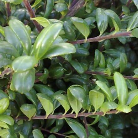 Ilex Crenata 'Convexa' - Japanse hulst 30-40 cm pot