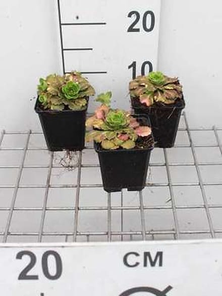 6x Steenbreek - Saxifraga urbium 'Variegata' | 9x9 cm pot