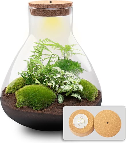 Terrarium DIY Kit - Sam XL - Bottle Garden - ↑ 35 cm