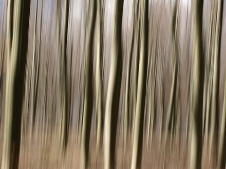 Fotobehang - Bos.