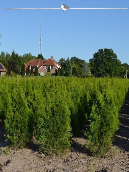 Westerse Levensboom Thuja Smaragd 80-100 cm, 3x Haagplant
