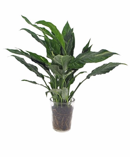 Spathiphyllum Diamond | Lepelplant 40cm |Vaas glas
