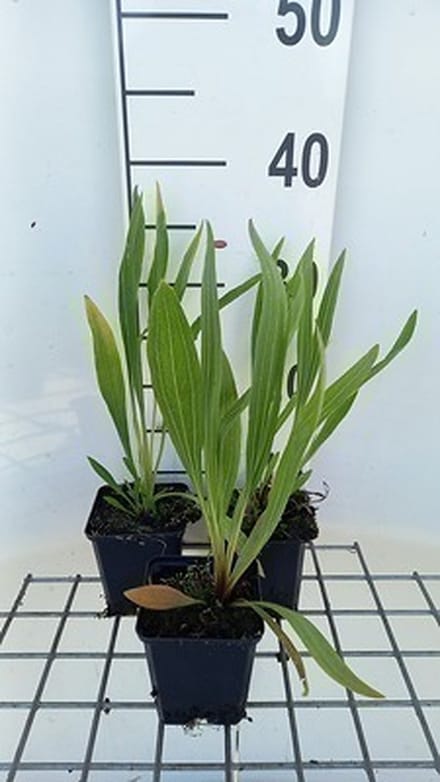 6x Zonnehoed - Echinacea paradoxa | pot 9 x 9 cm