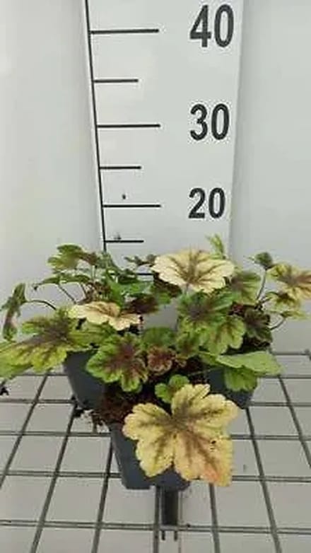 6x Schuimklokje - Heucherella hybr. 'Golden Zebra' | 9x9 cm pot