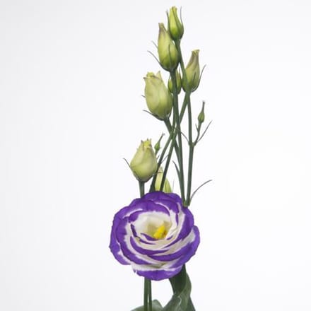 10x Eust.rosita blue picotee du 70cm