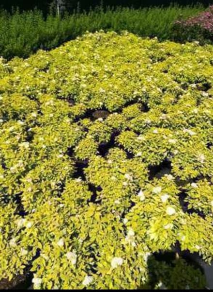 2 x Spiraea jap. 'White Gold'® - Spierstruik 25- 30 cm in pot