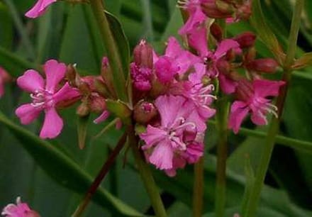 6x Koekoeksbloem - Lychnis visc. 'Splendens' | 9x9 cm pot