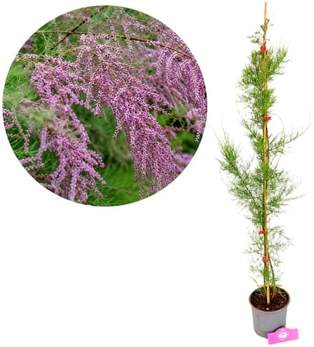 Tamarix tetrandra, Tamarisk, Hoogte 80-100cm, 2 liter pot