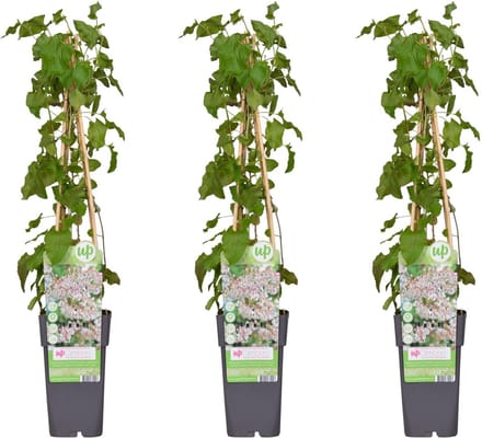 3x - Fallopia baldschuanica - ↨65cm - Ø15