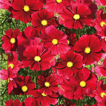 Cosmea (Cosmea bipinnatus) - Cosmos Rubenza Fleuroselect Novelty - Snijbloemen - bloeit in Oktober / Juni / Juli / Augustus / September
