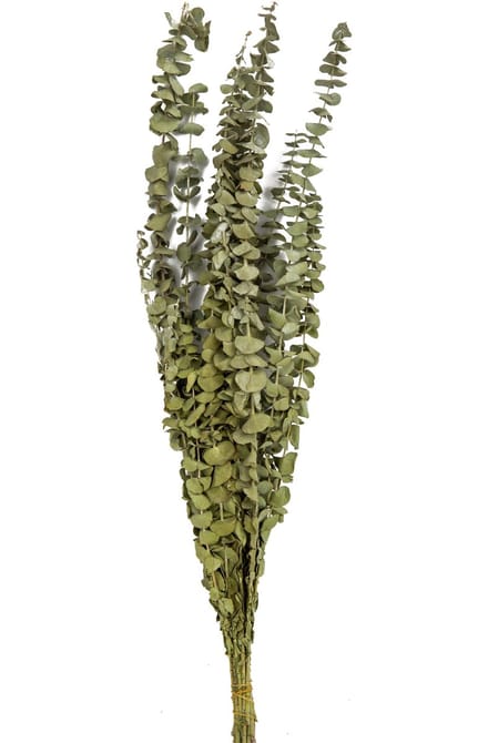 ARTYFETES - 15 gedroogde eucalyptus takken 150 g 66 cm bruiloft decoratie