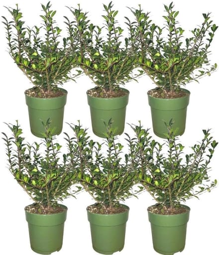 Hulststruiken Set - Groene Bodembedekkers - Tuin Decoratie - Compacte Groeiwijze - 6 Stuks 12cm Pot - Donkergroen