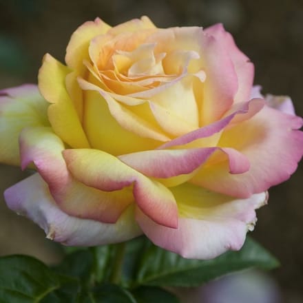 Rosa 'Peace'® - Prachtige rozen voor in uw tuin