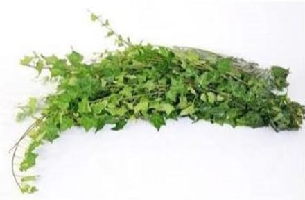 50x Sg hedera rank.groen it 80cm