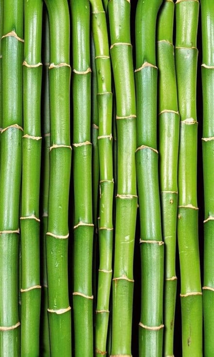 Fotobehang - Bamboo 150x250cm - Vliesbehang