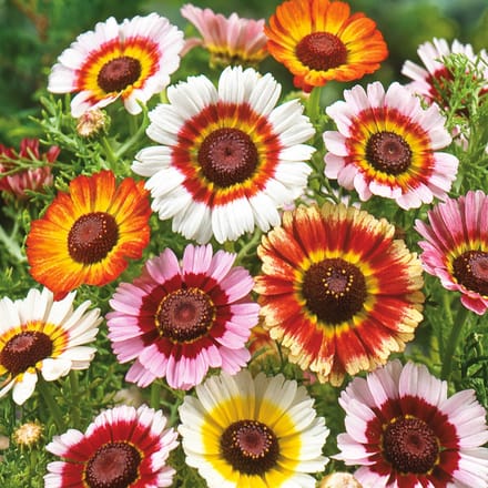 Sluis Garden - Margriet Rainbow Mixed (Bonte Ganzebloem)