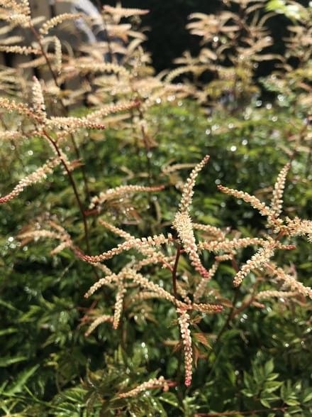 6 x Aruncus 'Horatio' - Geitenbaard - P9 Pot (9 x 9cm) - Dima Vaste Planten
