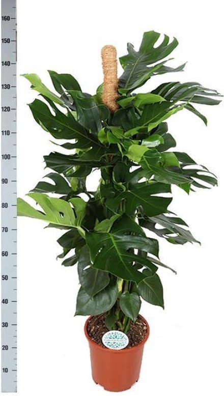 Monstera Deliciosa MOSSTOK Ø27cm 150cm in Boule WIT pot