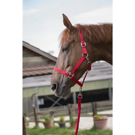 Halster voor paarden Riding World Club