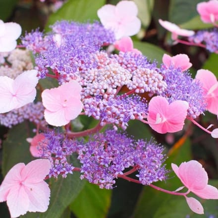 Hydrangea aspera 'Hot Chocolate'® 25-30cm - Fluweelhortensia, sierlijke hortensia met chocoladebruin blad