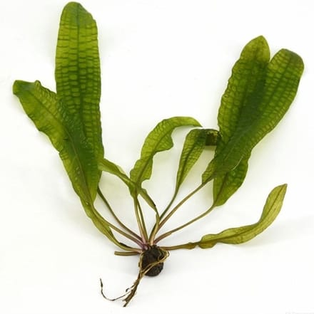 Moerings Aponogeton Boivinianus | Bolplant | Los