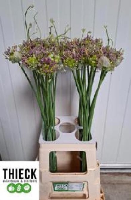 10x Allium green drops 70cm