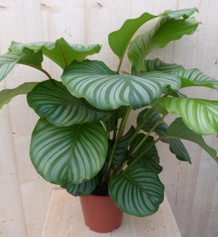 Warentuin natuurlijk - Calathea Orbifolia Pauwenplant groot groen b...