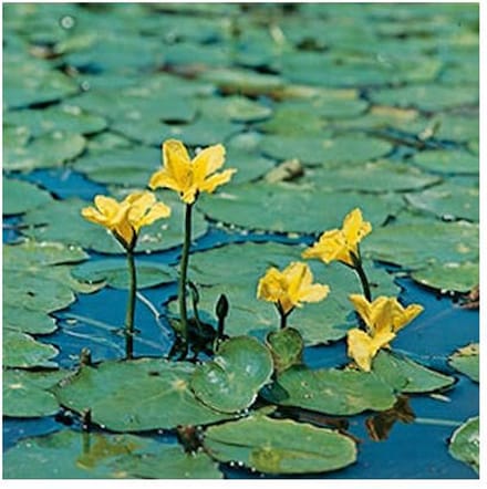 Moerings Nymphoides Peltata | Watergentiaan | In 18CM Mand