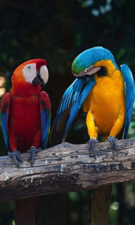 Fotobehang - Colourful Macaw 150x250cm - Vliesbehang