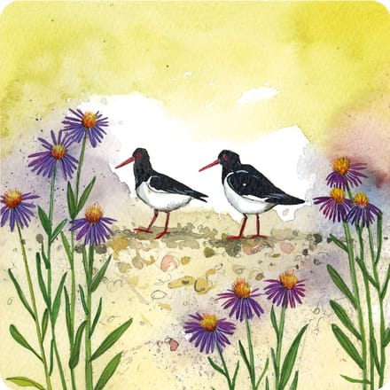 Alex Clark Onderzetters OYSTERCATCHERS ~ SCHOLEKSTERS