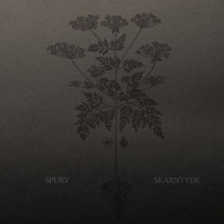 Skarntyde - Spurv
