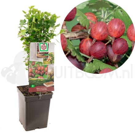 Bessenstruik Ribes Hinnonmäki Röd - Rode kruisbes 18cm
