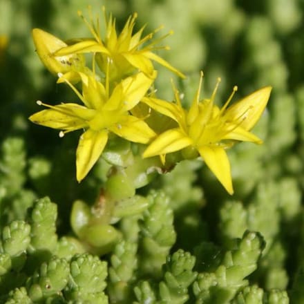 6 x Sedum Acre - Muurpeper pot 9x9cm