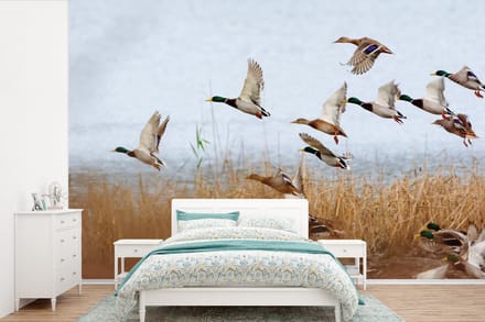 Behang - Fotobehang Eend - Vogel - Riet - Water - Eenden - Breedte 525 cm x hoogte 350 cm