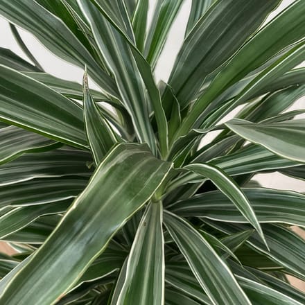 Dracaena Warneckei vertakt - 100cm