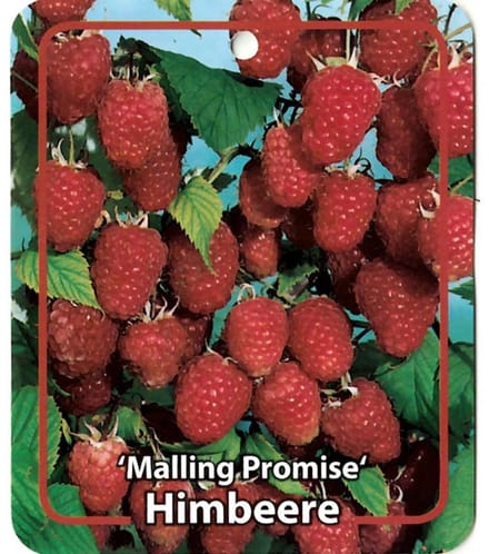 Oosterik home - Rubus Idaeus Malling Promise