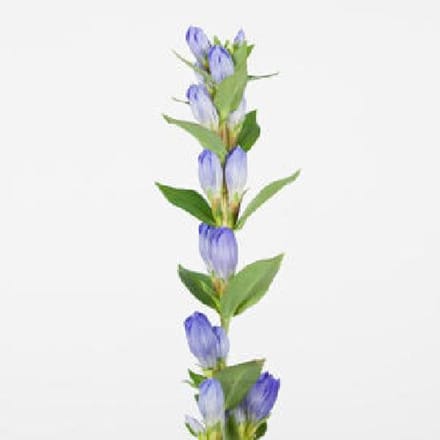 10x Gentiana blue sky 60cm