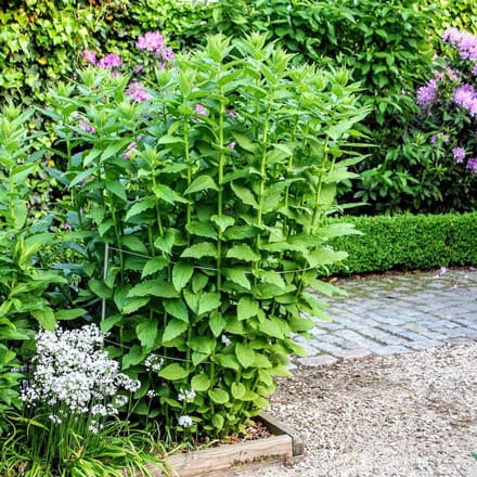 2 veelzijdige 3-in-1 plantensteunen | L 125 cm