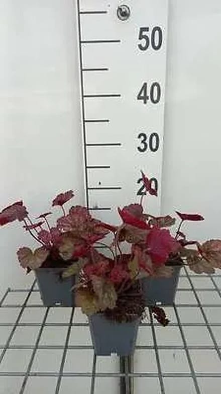 6x Purperklokje - Heuchera hybr. 'Georgia Peach' | 9x9 cm pot