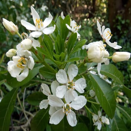 Choisya 'Aztec Pearl' - Choisya 25-30 cm pot - Een Geurig en Elegant Hybride