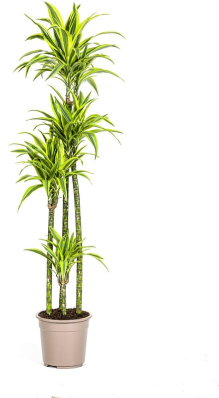 Dracaena Deremensis Lemon Lime Ø27cm - 180cm