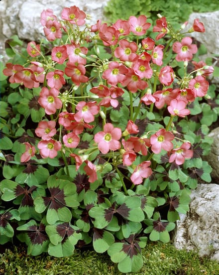 Oxalis Deppei Iron Cross | 20 stuks | Klaverzuring | Geluksklaver