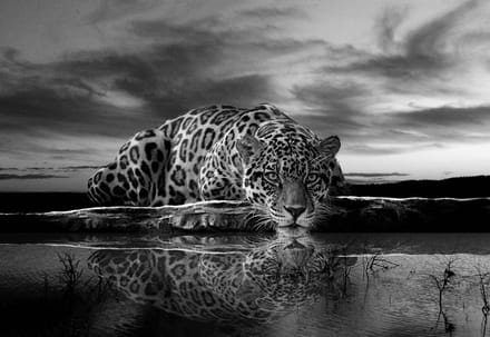 Fotobehang Leopard Feline Reflection Black | PANORAMIC - 250cm x 104cm | 130g/m2 Vlies