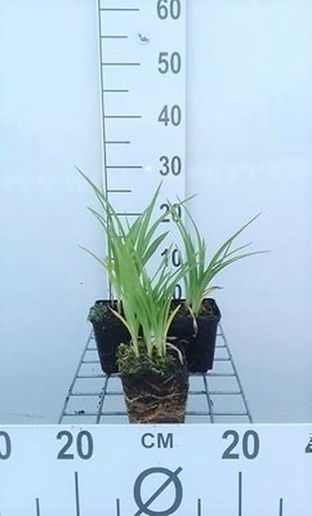 6x Daglelie - Hemerocallis hybr. 'Summer Wine' | 9x9 cm pot