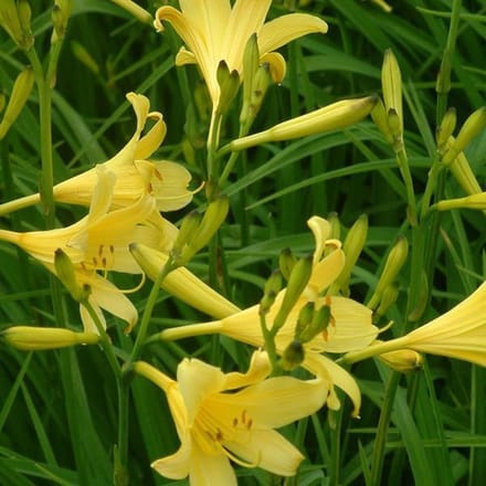 6 x Hemerocallis Lilioasphodelus - Daglelie pot 9x9cm