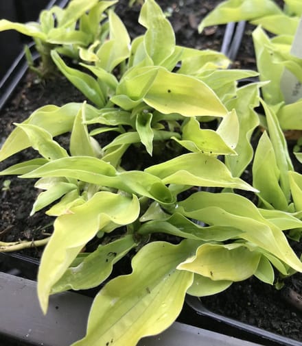 6 x Hosta 'Ground sulphur' (Dwerg) - Hartlelie - P9 Pot (9 x 9cm) - Dima Vaste Planten