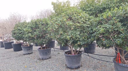 Sunny Tree- Australische Laurier – Pittosporum – Multistamm - 160 cm